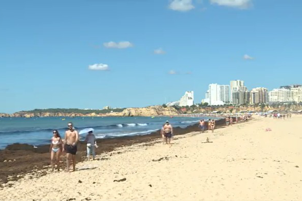 Alga Asi Tica Est H Mais De Uma Semana Amontoada Na Praia Da Rocha