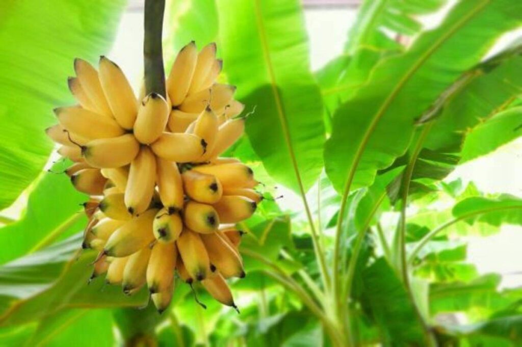 Cientistas Da Universidade De Aveiro Descobrem Que Cascas De Banana