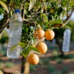 Acesso à água é a principal preocupação dos agricultores algarvios