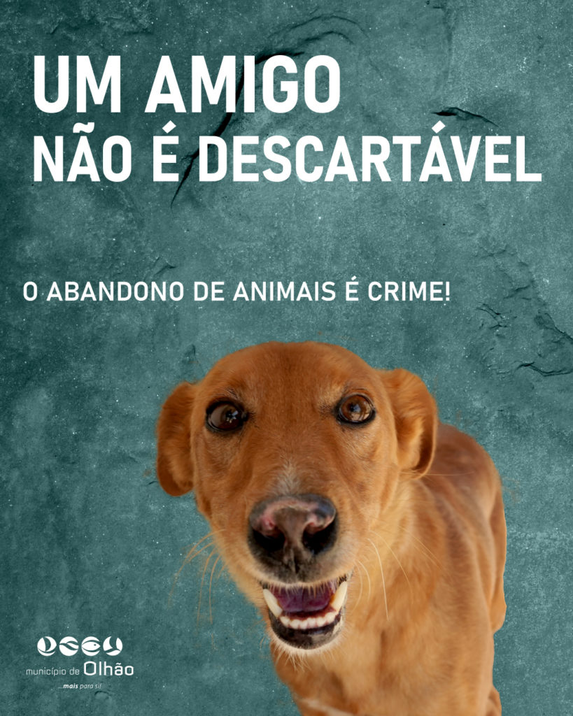 Olhão lança campanha contra abandono de animais de companhia nas férias ...