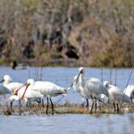 Ministro do Ambiente acredita que avanço de projeto na Lagoa dos Salgados será “muito difícil”