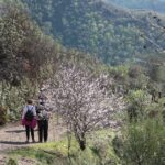 Passeios e sabores no Festival das Amendoeiras em Flor de Castro Marim