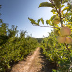 Há mais de 300 variedades de fruteiras registadas em Portugal