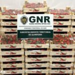 GNR apreende 212 quilos de morangos por venda ambulante ilegal em Quarteira