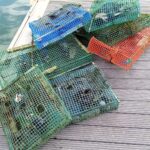 Apreendidas sete artes de pesca e dez quilos de caranguejo na Ria Formosa em Faro