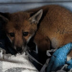 Cria de raposa encontrada na berma da estrada com bilhete a dizer “Ajuda-me”