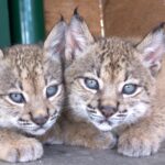 Em 15 anos nasceram em Silves 170 linces-ibéricos que vivem em 3 concelhos