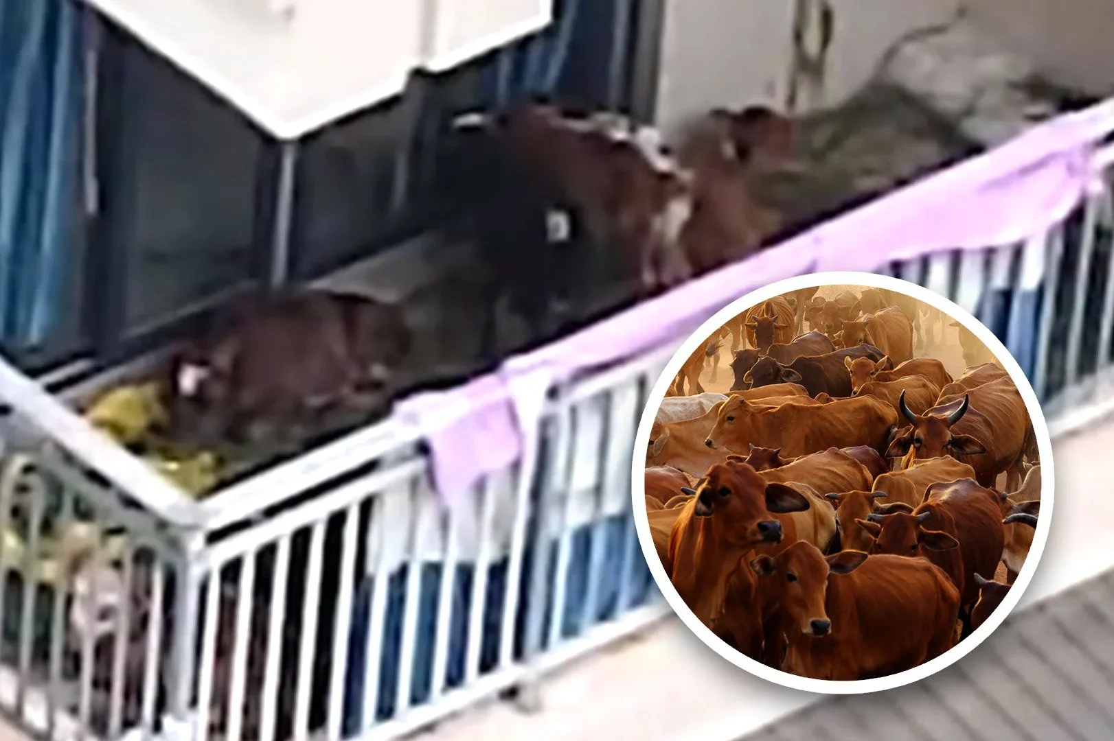 Ein Mann geht vom Land in die Stadt und versucht, auf dem Balkon im fünften Stock Kühe zu züchten