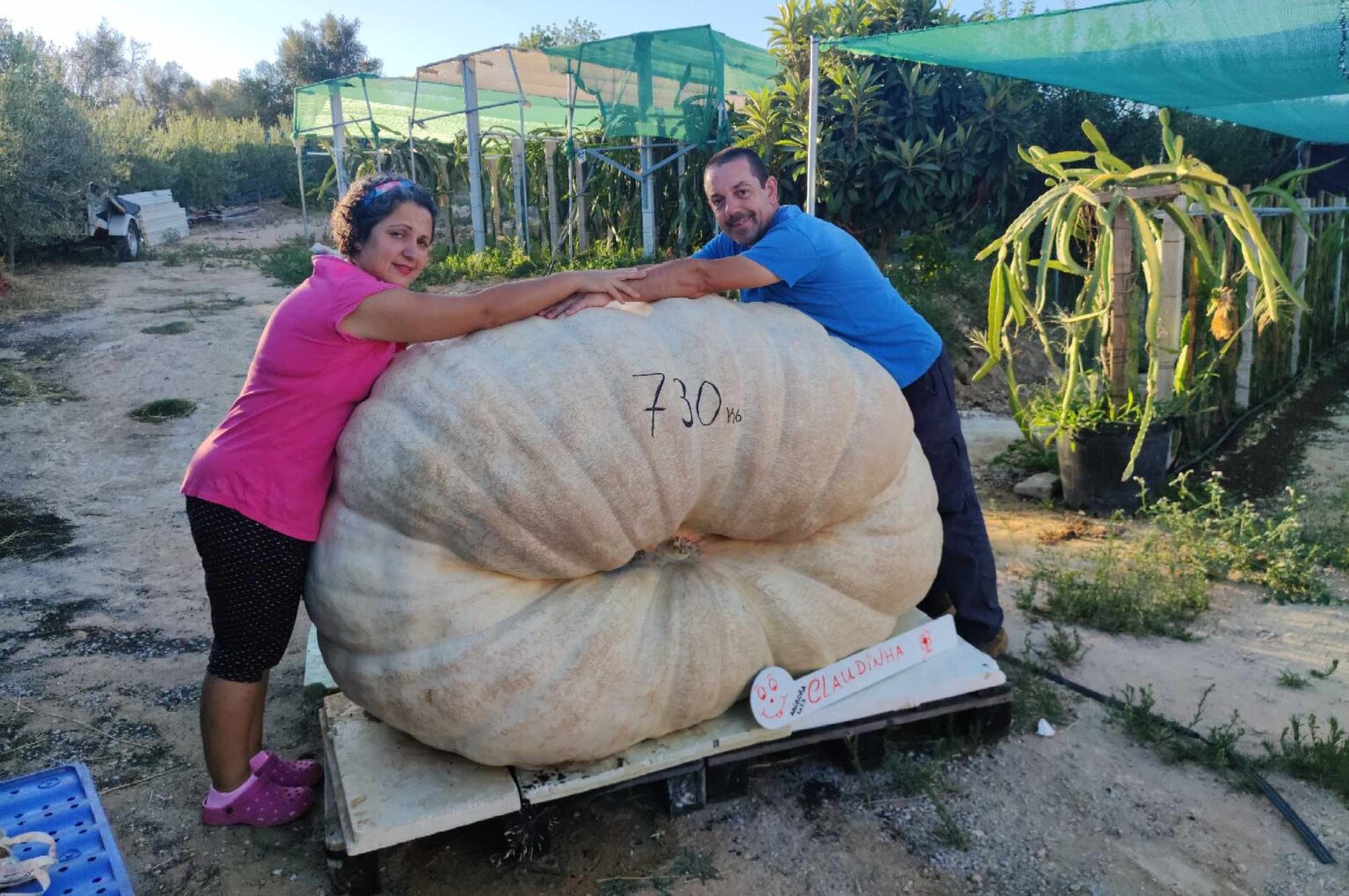 Ab bora Gigante De Paderne Com 730 Kg Poder Alimentar 3000 Pessoas ab-bora-gigante-de-paderne-com-730-kg-poder-alimentar-3000-pessoas