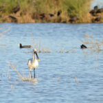 Acórdão do Supremo pode ameaçar futura reserva natural na Lagoa dos Salgados