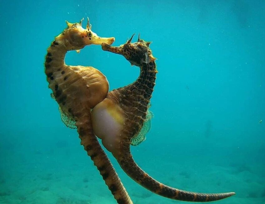 A comunidade de cavalos-marinhos que vive na Ria Formosa