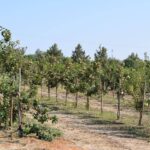 FRUIT MED apresenta conclusões de trabalho desenvolvido em 7 coleções de fruteiras no CEAT