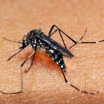 Epidemia mortal de dengue atinge números alarmantes no Brasil