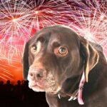 Conheça a técnica que protege os cães do barulho do fogo de artifício