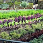 Regulamento dos Jardins Alimentares de Tavira está em consulta pública