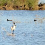 Estes são os melhores trilhos para birdwatching no Algarve durante o inverno