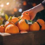 Continente adquire mais de 14.000 toneladas de laranjas do Algarve