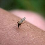 Sim, os mosquitos picam algumas pessoas mais do que outras e estas são as razões