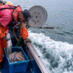 Pesca do polvo no Algarve suspensa durante um mês para preservação da espécie