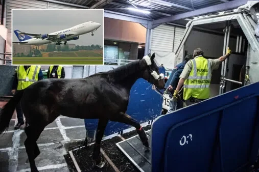 Cavalo escapa, sofre crise a bordo e faz avião jogar fora 20 toneladas de  combustível e voltar a aeroporto - Notícias - R7 Internacional