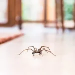 Aranhas e insetos em casa? Saiba como eliminar as pragas