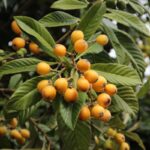 Nem pêssego nem melancia: esta fruta da época tem poucas calorias e pode ser amiga do coração