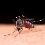 Alerta de saúde: mosquito invasor capaz de portar uma das doenças mais transmitidas já foi detetado nestes 28 concelhos do país