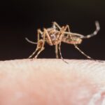 É assim que pode eliminar permanentemente os mosquitos em casa