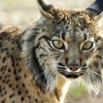 Silves recebe exposição sobre o lince-ibérico e a sua preservação