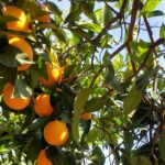 “A laranja que vem de fora é mais barata, mas temos de proteger o que é nosso”, defende a vice-presidente da AlgarOrange