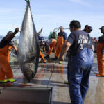 Campanha de pesca do atum-rabilho começa com a captura de 100 exemplares a sul de Tavira