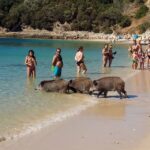 Conheça a praia portuguesa eleita a melhor da Europa onde javalis vão a banhos [vídeo]