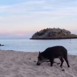 Conheça a praia portuguesa eleita a melhor da Europa onde javalis vão a banhos [vídeo]