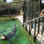 Este Zoo do Algarve tem a maior cobra da Europa e não é o de Lagos
