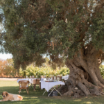Uma das oliveiras mais velhas do país está no Algarve. Saiba onde encontrá-la