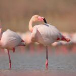 Saiba em que sítio do Algarve pode ver flamingos sem ter de pagar