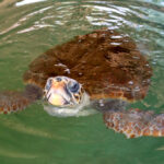 Marinha e Zoomarine libertam duas tartarugas ao largo de Portimão