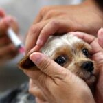 Campanha de vacinação antirrábica arranca segunda-feira no concelho de Silves
