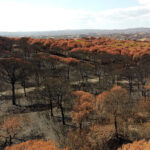 Mesa-redonda em Santa Catarina da Fonte do Bispo debate problemática dos incêndios rurais