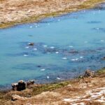 Seca na ribeira de Alcantarilha em Silves está a provocar mortandade de peixes