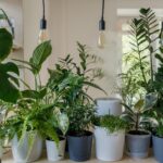 Quer acabar com o bolor em casa? Estas 6 plantas de interior combatem naturalmente a humidade