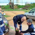 Município de Faro e PSP juntam-se para fiscalizar bem-estar animal na Horta da Areia e na Lejana de Cima