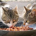 Faro lança programa de reconhecimento e apoio a cuidadores de colónias de gatos