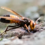 Maior vespa do mundo já está em Espanha e faz soar alarmes por cá. Saiba como identificar