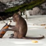 Sabia que os animais bebem mais álcool do que imagina? Conheça a ‘hipótese do macaco bêbado’