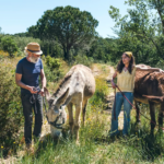 Plataforma digital ‘Turismo Fora d’Horas’ permite explorar territórios do Algarve e Alentejo