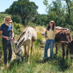 Plataforma digital ‘Turismo Fora d’Horas’ permite explorar territórios do Algarve e Alentejo