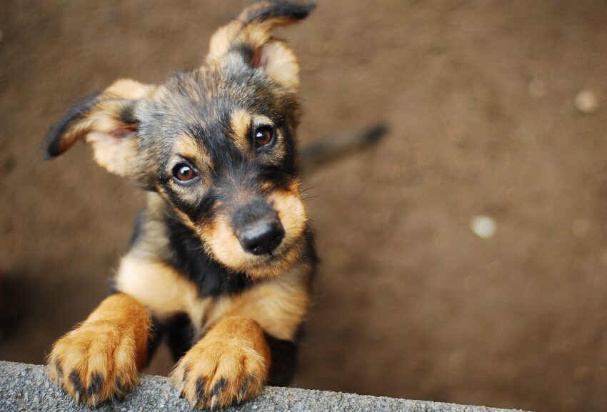 dog cão pequeno