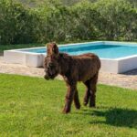 Neste refúgio algarvio pode dormir perto de 50 burros mirandeses e relaxar perto da natureza