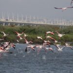 Nesta vila a 2h do Algarve pode conectar-se à natureza e observar milhares de flamingos